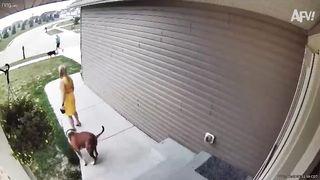 Funny vidéos and camera fails