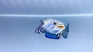 CHANNA FISH