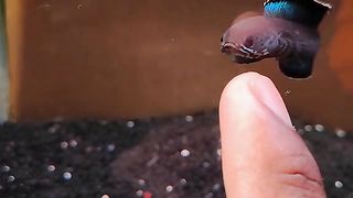 CHANNA FISH 2