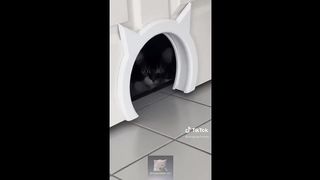 1hour funny cat compilation videos 2023