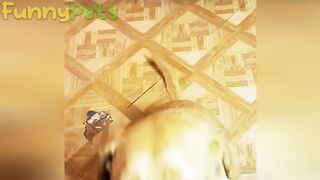 best funniest animal videos 2023 ???? funniest cats and dogs ????????