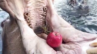 Hippo animals ???? ???? food
