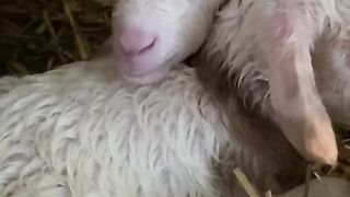 Cout Goat videos