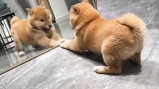 Dogs fanny video