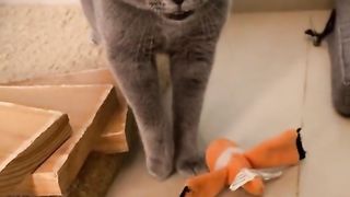funnycatvideos