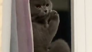 #pet #cute #fyp