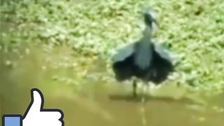 Beautiful bird 3