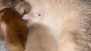 AWWW, So Adorable Cute Kitty video