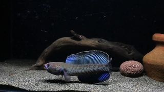 CHANNA FISH ANDRAO