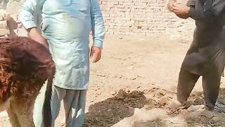 Funy video 6