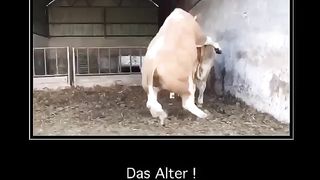 Funny cow 2