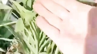 УСПЕШНА ГРАДИНА 4