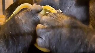 Funny animals 24