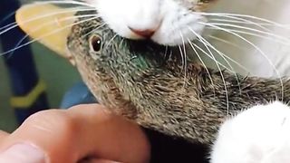 CATS WORLD 3