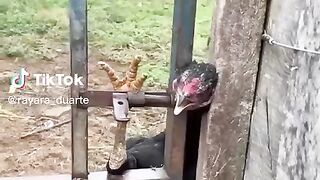 Cute and Funny TikTok Animal Videos You Can't Resist 3