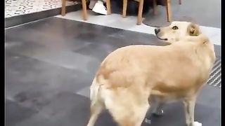 Cute and Funny TikTok Animal Videos You Can't Resist 4