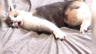 Funny Cats and Kittens Meowing Compilation 3