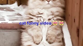 funniest cat video ????????