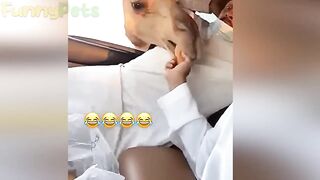 funny videos' Pets