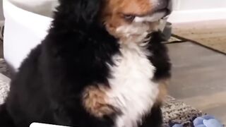 Cute and Funny TikTok Animal Videos You Can't Resist 7