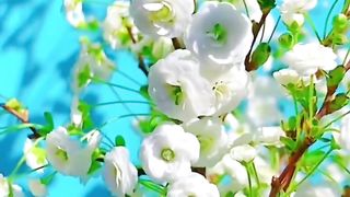 amazing nature