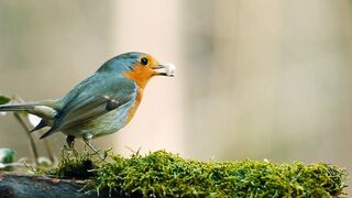 Bird eating