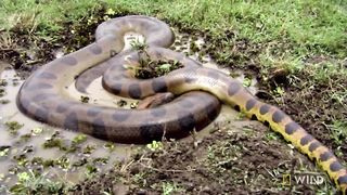 Anaconda Devours Huge Meal | Monster Snakes