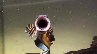 CHANNA AURANTI FISH