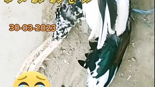 Aseel Murga 3