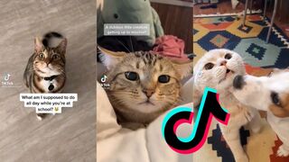 cat tik tok compilation