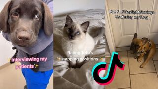 the cutest pet tik tok compilation