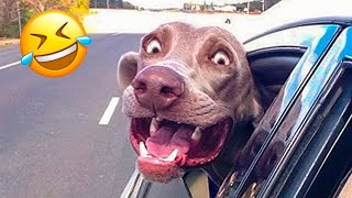 Best Funny Dogs And Cats Videos ???? - Funniest Animals Videos 2023???? #8