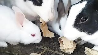 Rabbit amazing rules