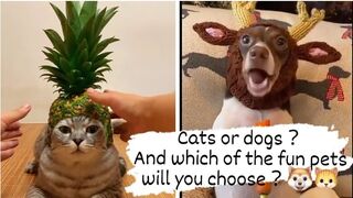 Cats or dogs？And which of the fun pets will you choose