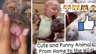 Cute and Funny Animals: From Home to the Wild!