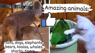 Amazing animals: cats, dogs, elephants, bears, koalas, whales, sharks, tigers, parrots and more