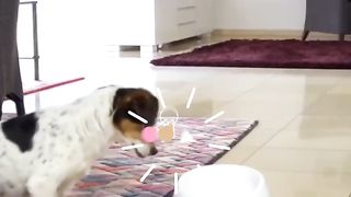 Machine de baseball pour chien.