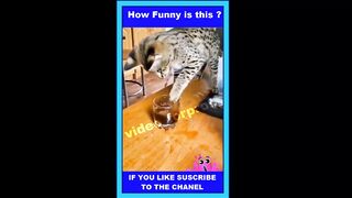 Funny Tiktok compilation act 42