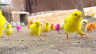 Runing for Good check the last chick