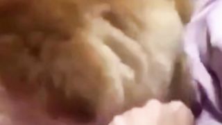 funny dog 7
