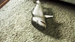 My Pet Shark: A Close Look at Life with an Unconventional Companion