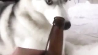 "Laugh Out Loud with This Hilarious Funny Dog Video"