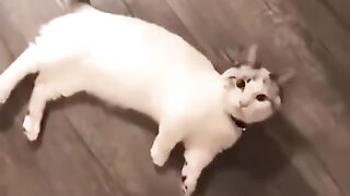 Video drôle cat dog funny