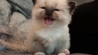 Chat qui parle ❤️