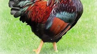 Guess birds