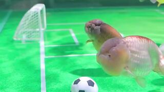 Ooo my god fish playing football