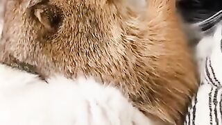 Cat and Squirrel _