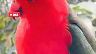 Beautiful parrot's story