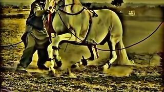 Beautiful horse 3
