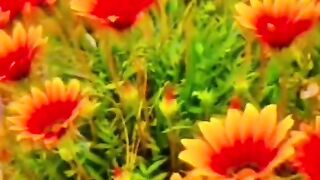 Beautiful spring season flowers